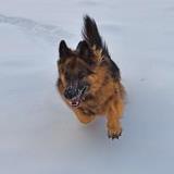 zippy snow run